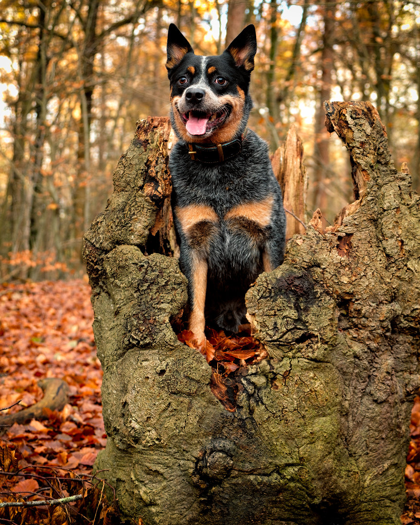 Koda woods